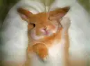 cute lil bunny