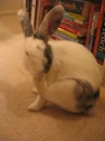Mr. Bunny