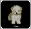 little puppy