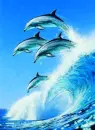 magic dolphins