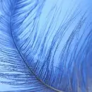 Blue feather