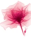pink flower