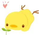 sweet duck