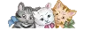 kittens