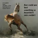 stop slaughter