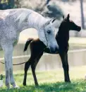 Pretty Arabian Horse