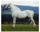 Welsh Mountain Pony