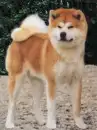 Akita Dog