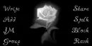 white rose