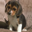 Beagle Puppy