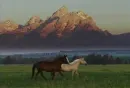Wild Horse