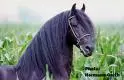 Friesian