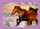 Wild Horse Herd