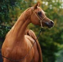 Arabian Horse
