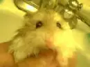 lisa's dwarf hamster!