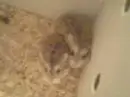 cute hamster