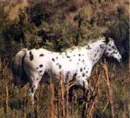 Pony of the America's