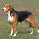American Foxhound
