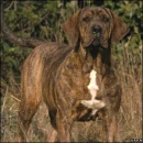 Bloodhound