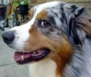 Austrailian Shepard Dog