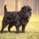 Little Dog