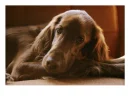 Irish Setter