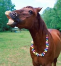 Hawaian Horse