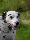 Dalmation