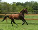 Akhal-Teke Horse