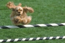 Cocker Spaniel