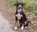 Entlebucher Dog