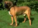 Fila Brasileiro Dog
