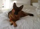 German Shepard