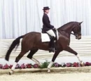 Hanoverian Horse