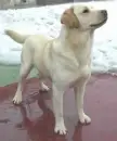 Labador Retriever