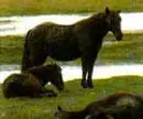 Landais Pony