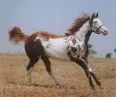 Paint Horse