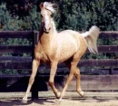 Palimino Horse