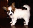 Papillon Dog