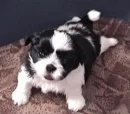 Shih Tzu Dog