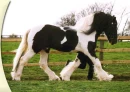 Shire Horse