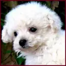 Tea Cup Poodle