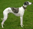 Whippet Dog