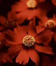 red daisy