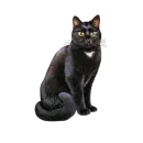 Black Cats
