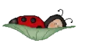 lady bug