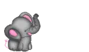 baby elephant