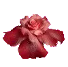 Bloomy Rose