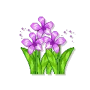 purple flowers