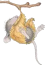 fall mouse